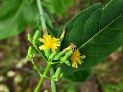 Lactuca quercina