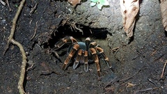 Megaphobema mesomelas