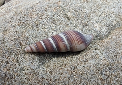 Ophiodermella inermis