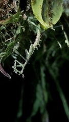 Pogonogaster tristani