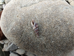 Ophiodermella inermis