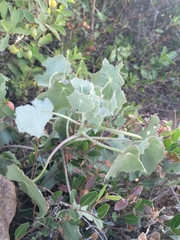 Senecio oxyriifolius