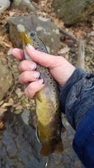 Salmo trutta