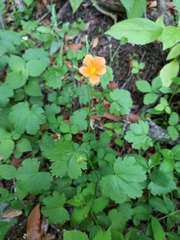 Modiolastrum malvifolium