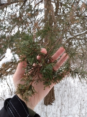 Juniperus virginiana