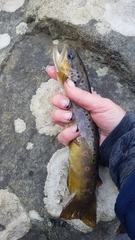 Salmo trutta