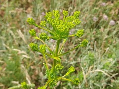 Ferulago galbanifera