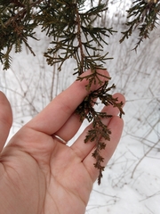 Juniperus virginiana
