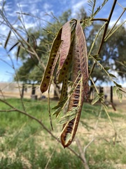 Leucaena