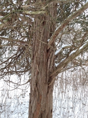 Juniperus virginiana