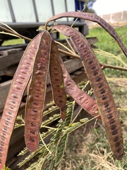 Leucaena