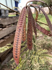 Leucaena