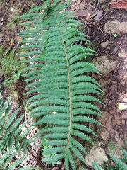 Polystichum setiferum image