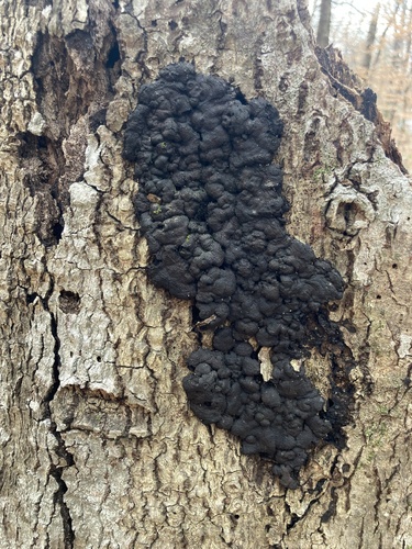 Paprastasis pelengrybis nuotrauka