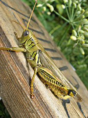 Melanoplus differentialis