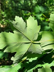 Acer hyrcanum