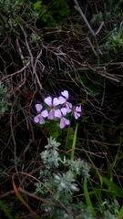 Pelargonium peltatum