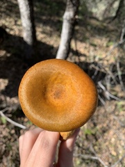 Cortinarius thiersii