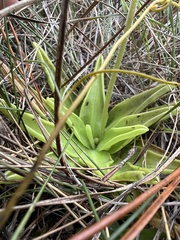 Pinguicula lutea