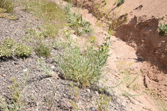 Euphorbia heteradena