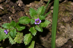 Stemodia verticillata