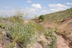 Euphorbia heteradena