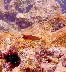 Ophioblennius macclurei