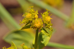 Euphorbia heteradena