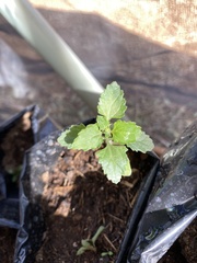 Lippia graveolens