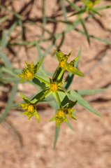 Euphorbia heteradena
