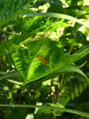 Polygrammodes eleuata
