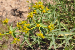 Euphorbia heteradena