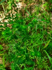 Euphorbia iberica