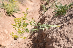 Euphorbia heteradena