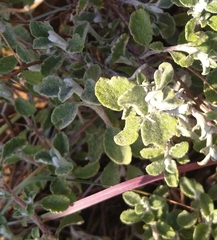 Cistus salviifolius