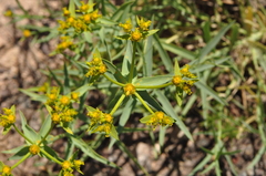 Euphorbia heteradena