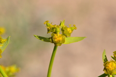 Euphorbia heteradena