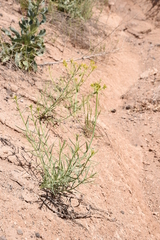 Euphorbia heteradena