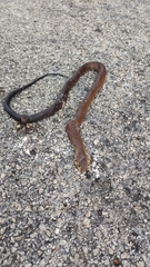 Drymarchon melanurus