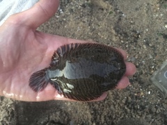 Trinectes maculatus