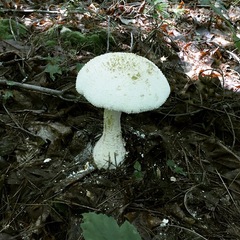 Amanita polypyramis
