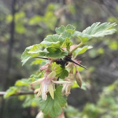 Ribes californicum