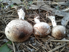 Agaricus phaeolepidotus