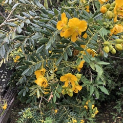 Senna cumingii