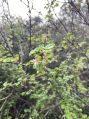 Ribes californicum