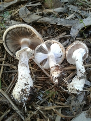 Agaricus phaeolepidotus