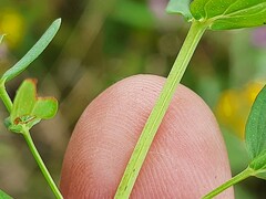 Hypericum tetrapterum