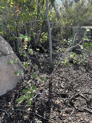 Ribes indecorum