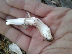 Agaricus phaeolepidotus