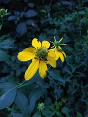 Rudbeckia laciniata
